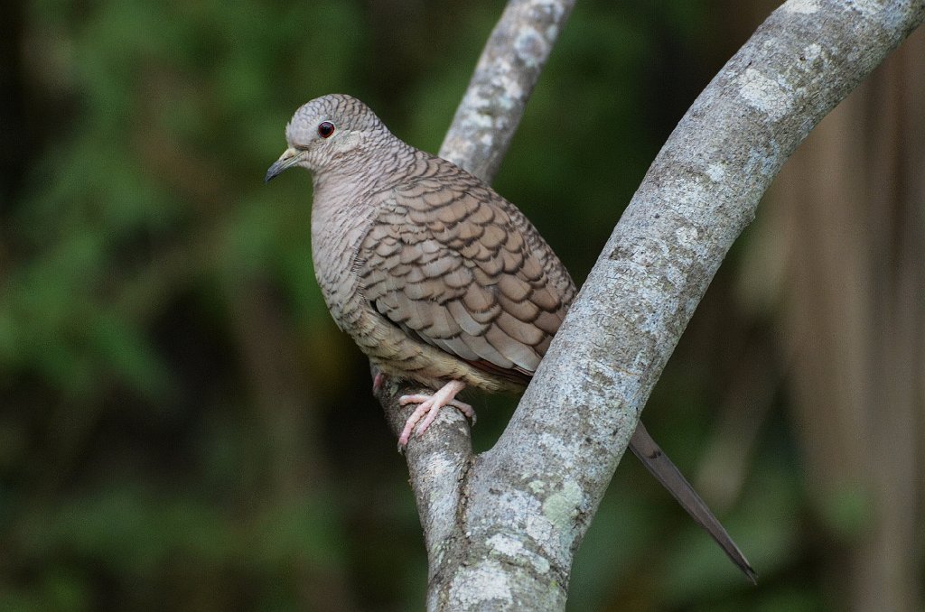 Dove, Inca, 2013-01063292 Estero Llano Grande State Park, TX.JPG - Inca Dove. Estero Llano Grande State Park, TX, 1-6-2013